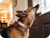 Rocky, a German Shepherd barking at the front door