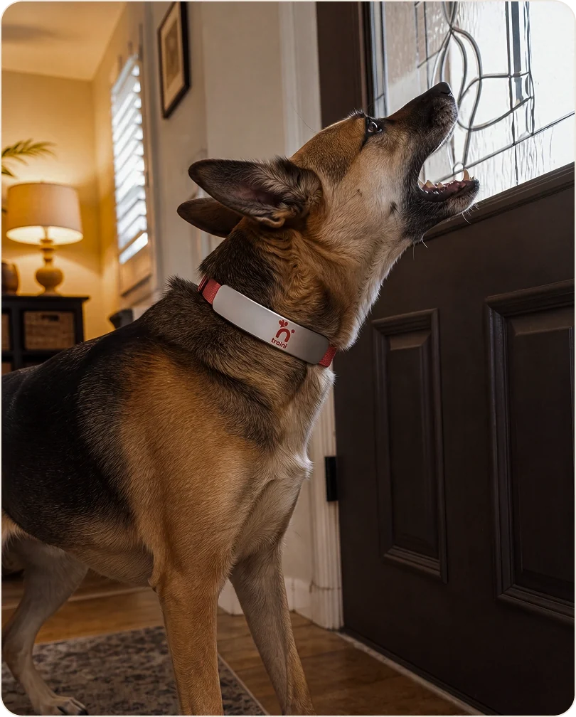 Dog mid-bark — a vocalization without a clear meaning