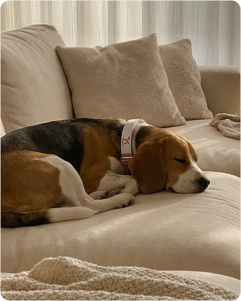 Dog resting its head down — masking discomfort